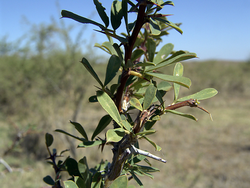 Image of Halimodendron halodendron specimen.