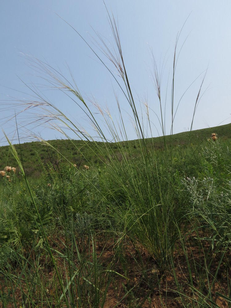 Изображение особи Stipa baicalensis.