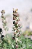 Artemisia viridis