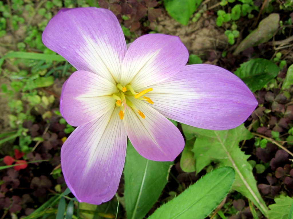 Image of Colchicum speciosum specimen.