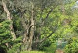 Olea europaea. Нижняя часть кроны старого дерева (возраст не менее 700 лет). Южный берег Крыма, Никитский ботанический сад, в культуре. 15 мая 2014 г.