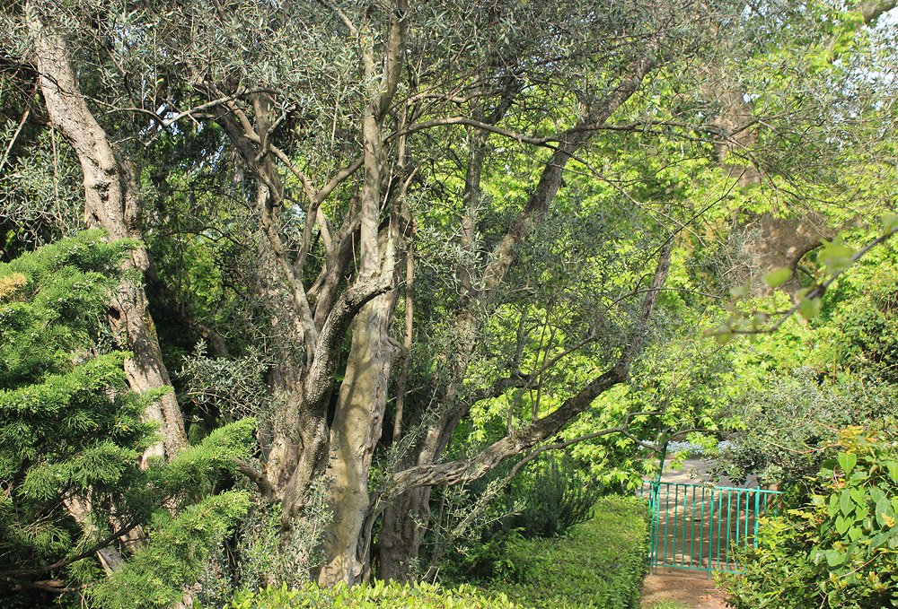 Image of Olea europaea specimen.