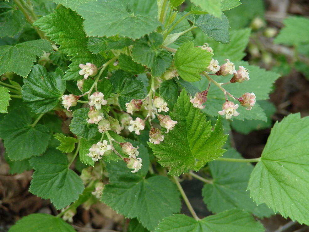 Image of Ribes nigrum specimen.