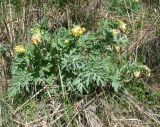 Corydalis nobilis