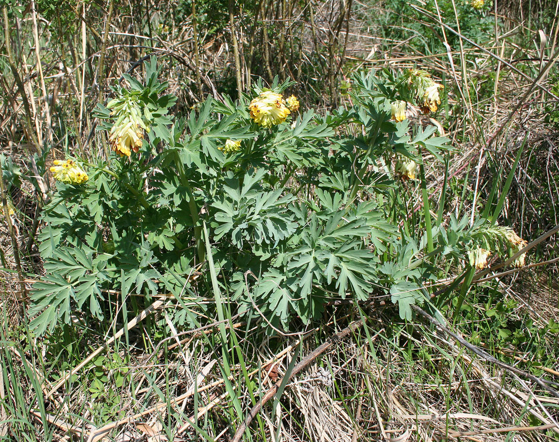 Image of Corydalis nobilis specimen.