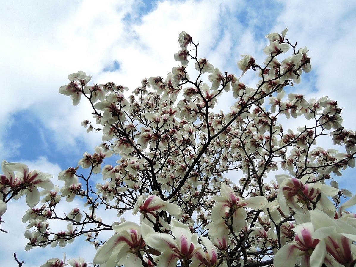 Image of Magnolia cylindrica specimen.