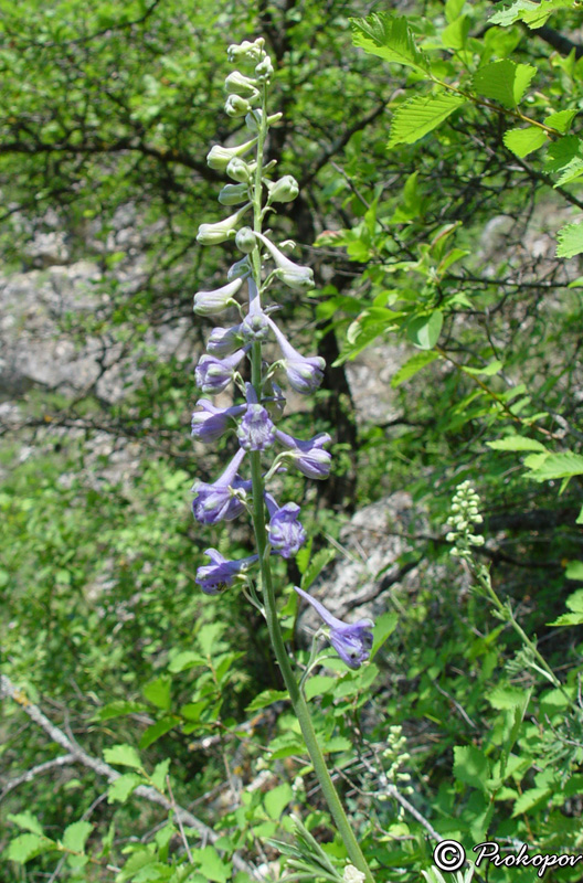 Изображение особи Delphinium fissum.