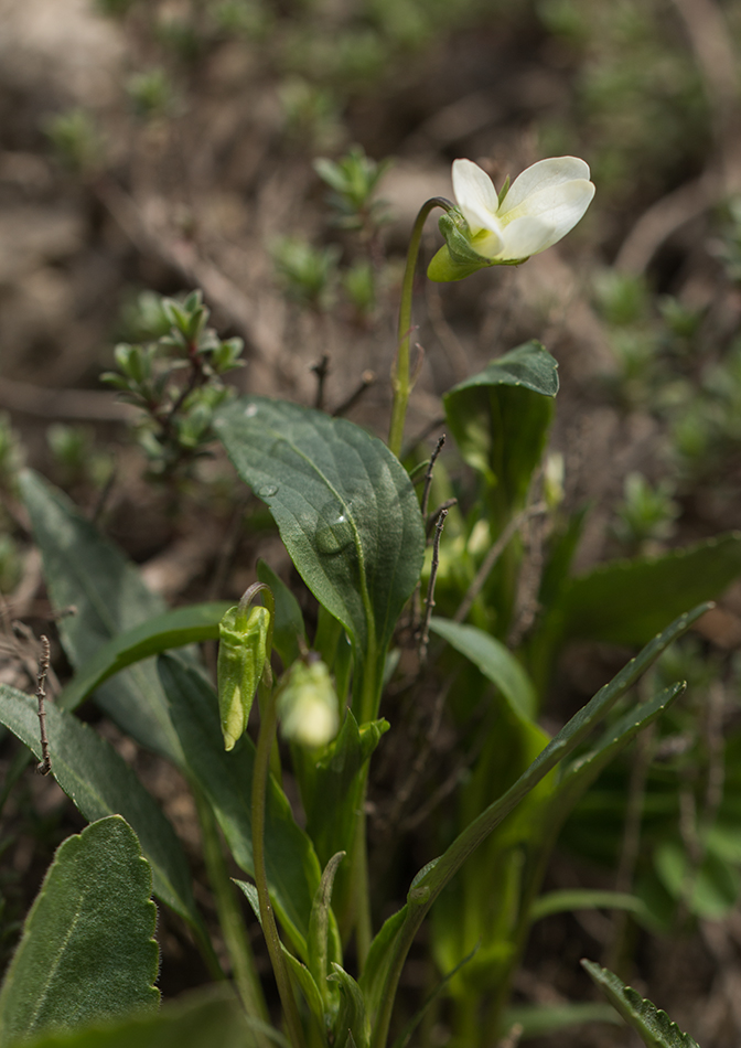 Image of Viola accrescens specimen.