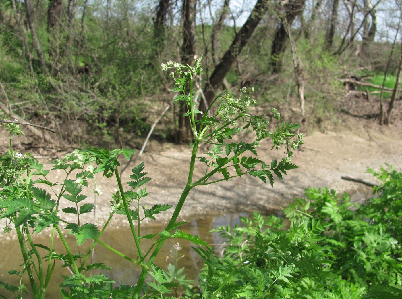 Изображение особи Anthriscus sylvestris.