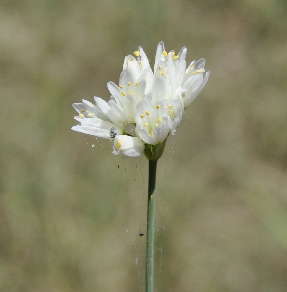 Image of genus Allium specimen.