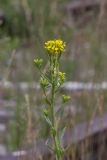 Erysimum hieraciifolium