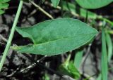 Convolvulus arvensis. Лист (верхняя сторона). Республика Адыгея, г. Майкоп, восточная окраина города, склон лугового пригорка. 25.06.2016.