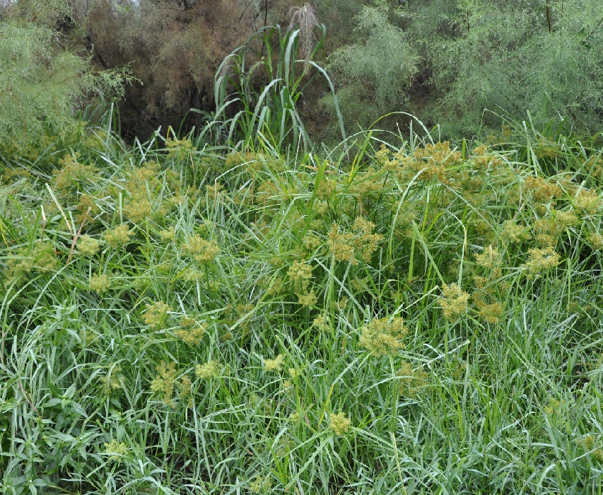 Image of Cyperus esculentus specimen.