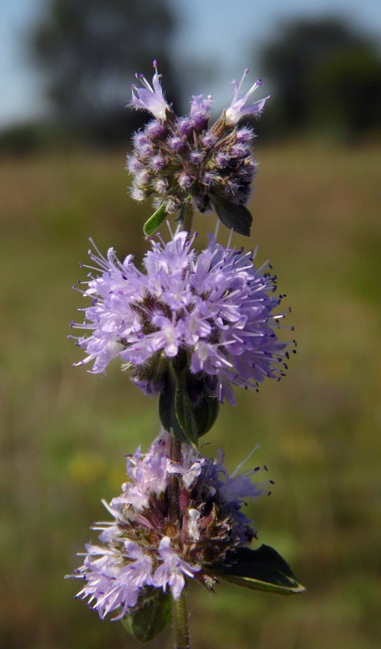 Image of Mentha pulegium specimen.