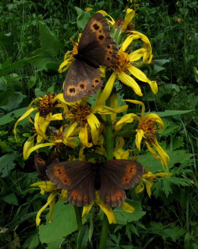 Изображение особи Ligularia sibirica.