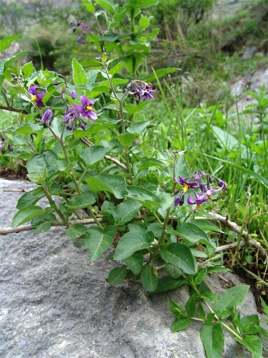 Image of Solanum pseudopersicum specimen.