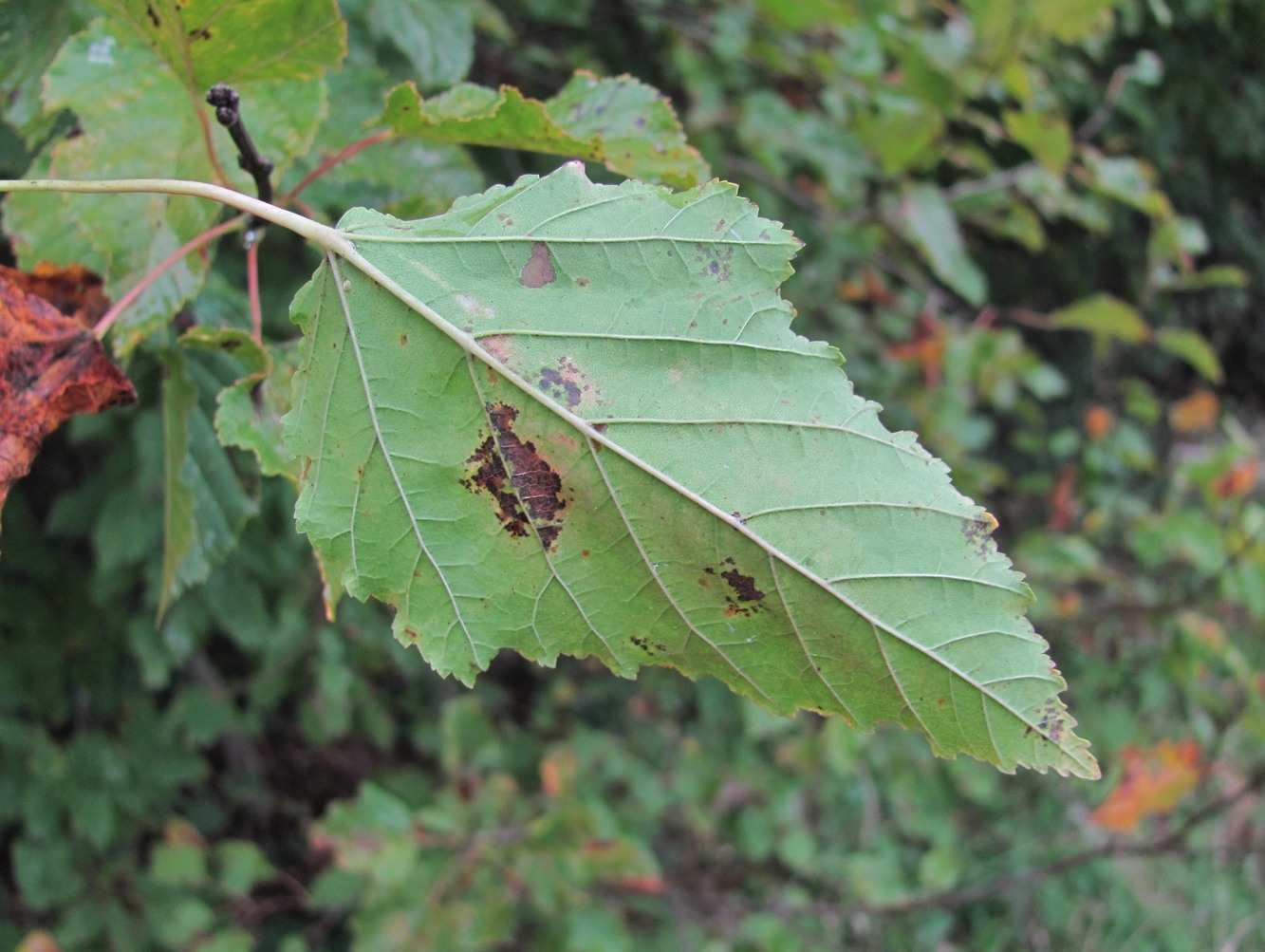 Image of Acer tataricum specimen.