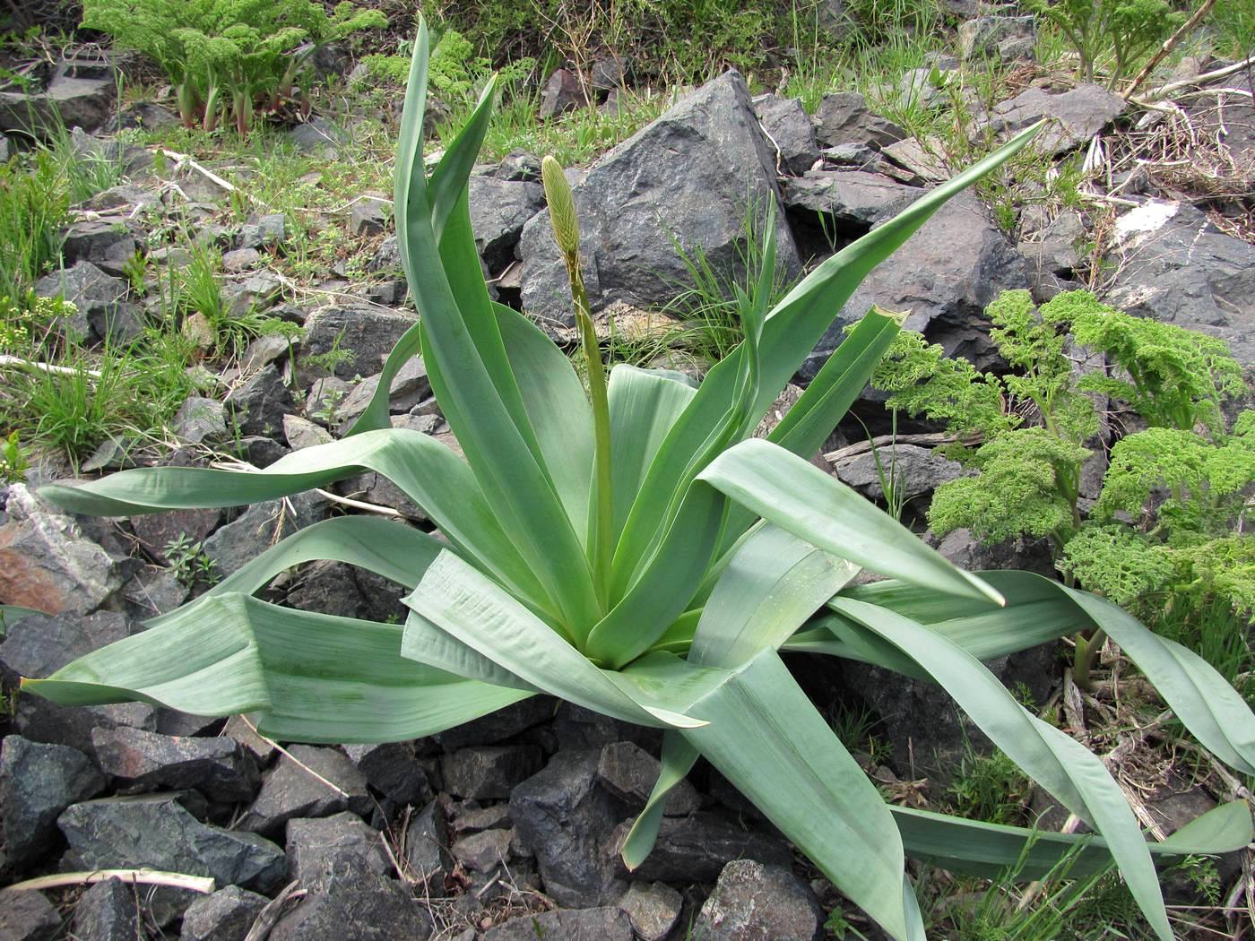 Изображение особи Eremurus regelii.