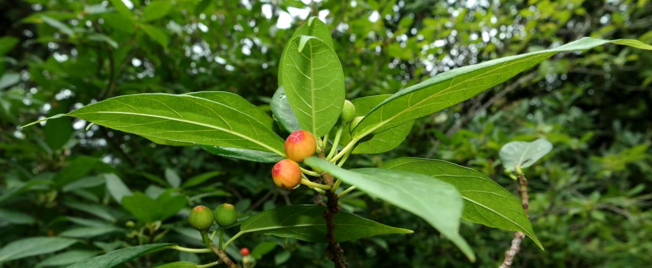 Image of Ficus erecta specimen.