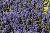 Ajuga reptans