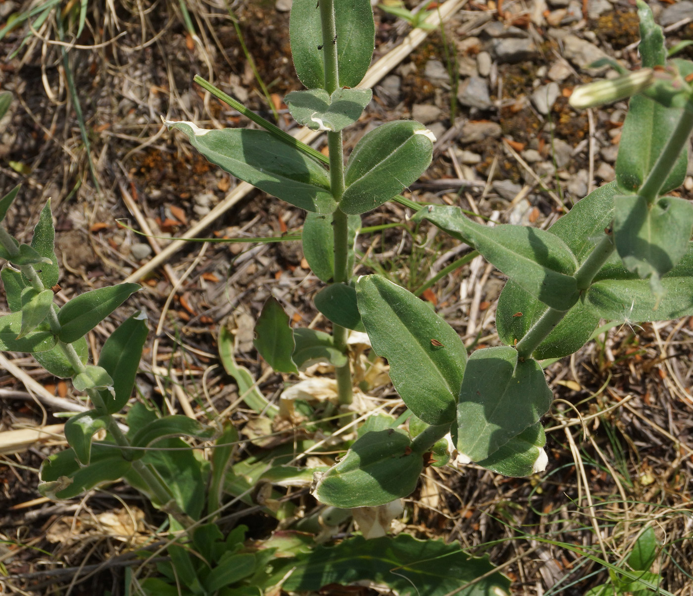 Image of Silene viscosa specimen.