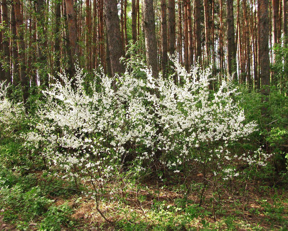 Image of Prunus spinosa specimen.