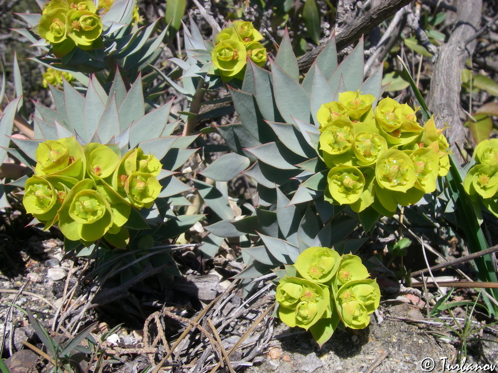 Image of Euphorbia rigida specimen.