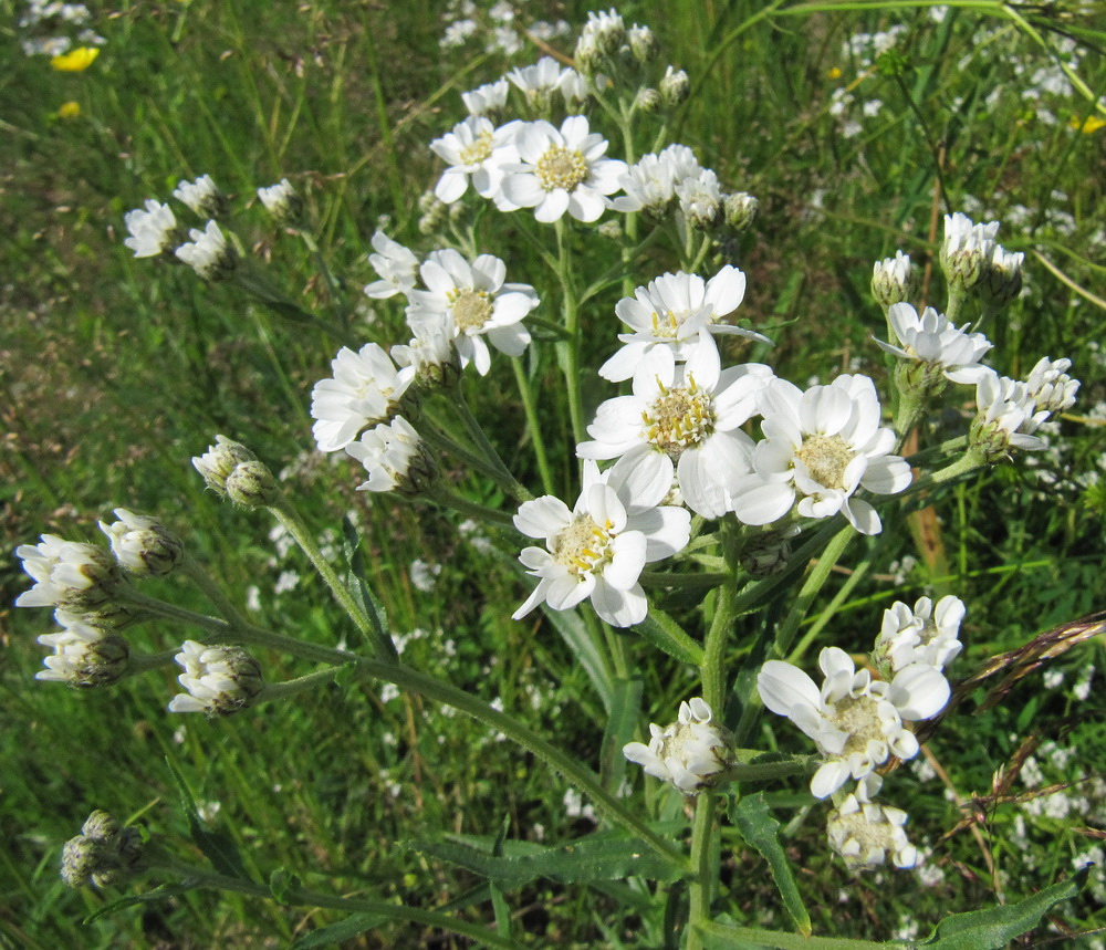 Image of Achillea ptarmica specimen.