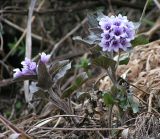 Physochlaina physaloides. Цветущее растение. Республика Алтай, Шебалинский р-н, окр. с. Черга. 28 апреля 2009 г.