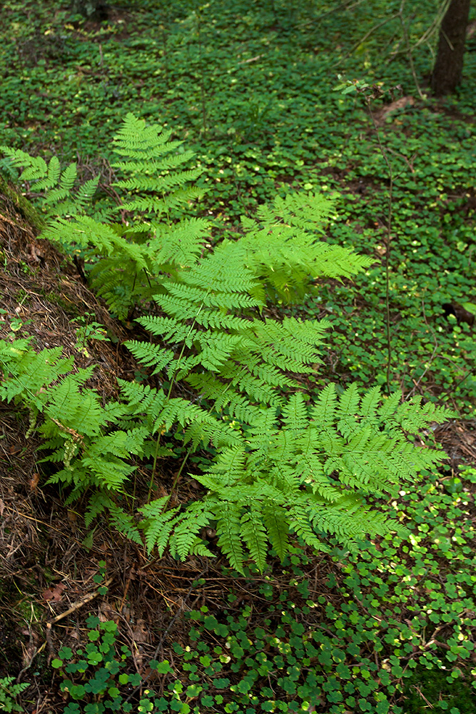 Image of Dryopteris expansa specimen.