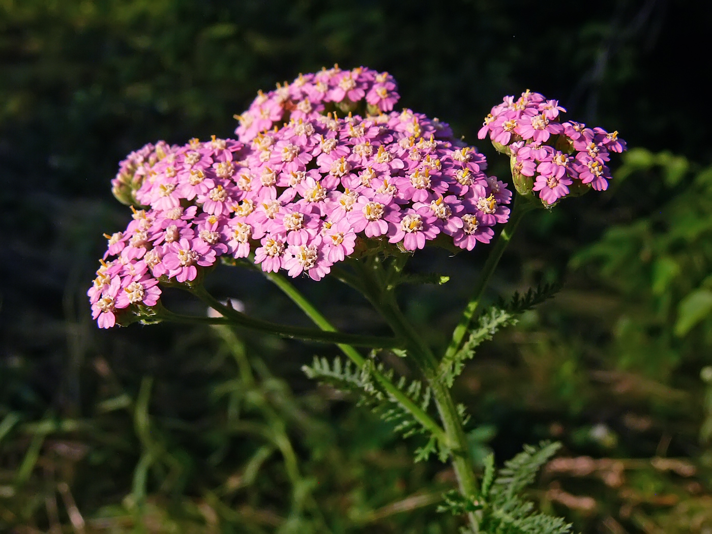 Image of Achillea asiatica specimen.