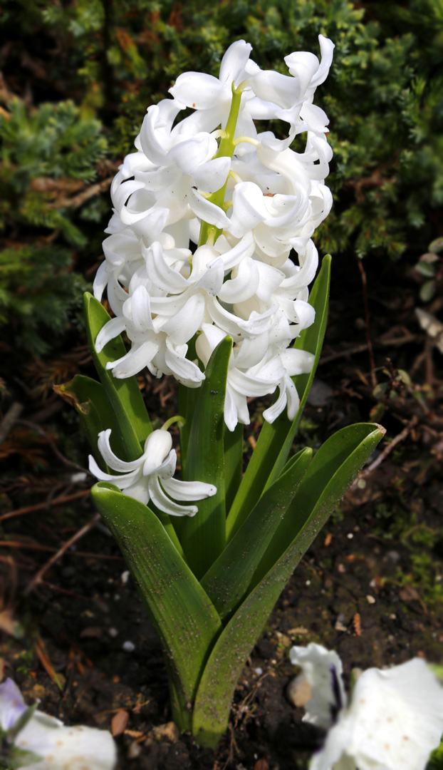 Изображение особи Hyacinthus orientalis.