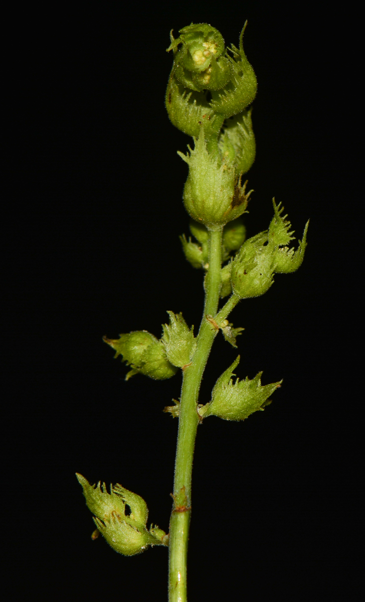 Image of Macaranga tanarius specimen.