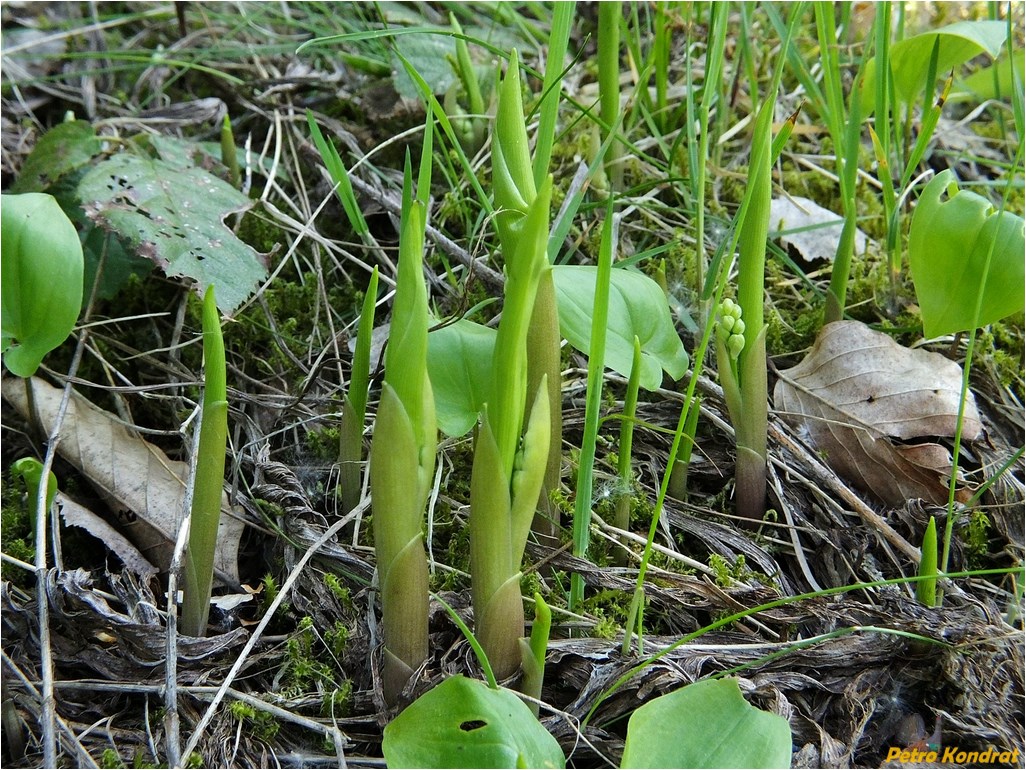 Image of Convallaria majalis specimen.