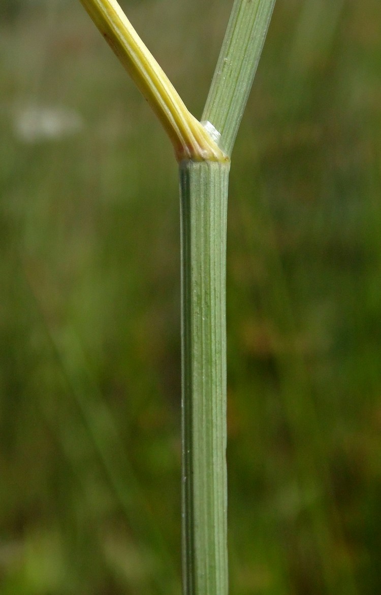 Изображение особи Oenanthe silaifolia.