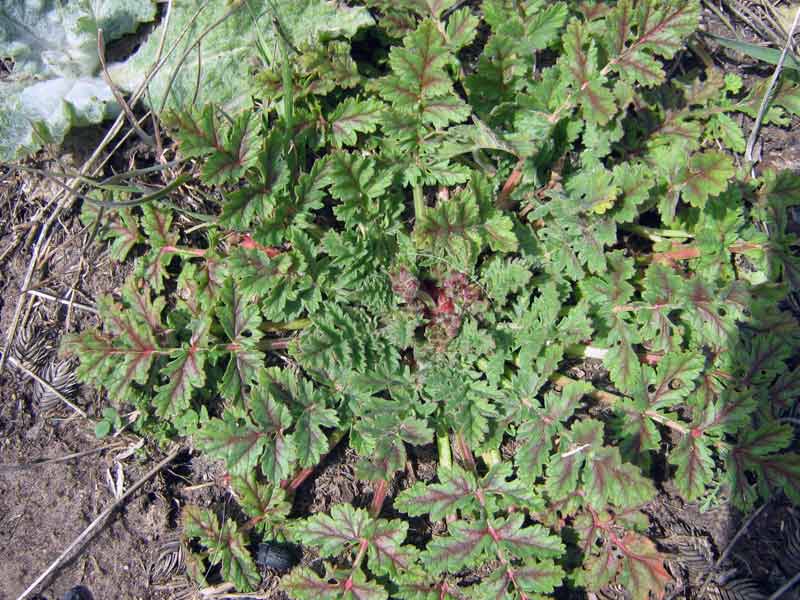 Image of Erodium hoefftianum specimen.