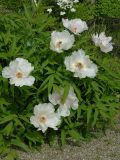 Paeonia ostii. Цветущее растение. Австрия, г. Вена, альпинарий при Бельведере. 30.04.2008.