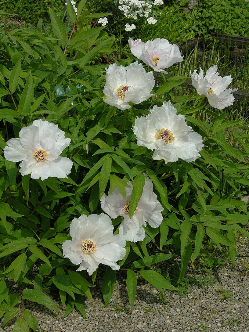 Изображение особи Paeonia ostii.