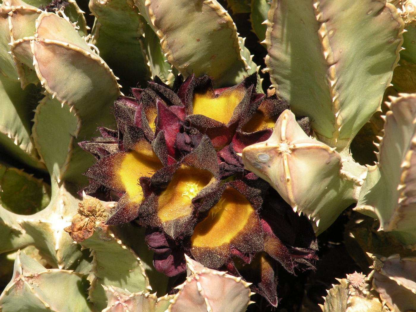 Image of Desmidorchis speciosa specimen.