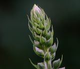 Digitalis purpurea