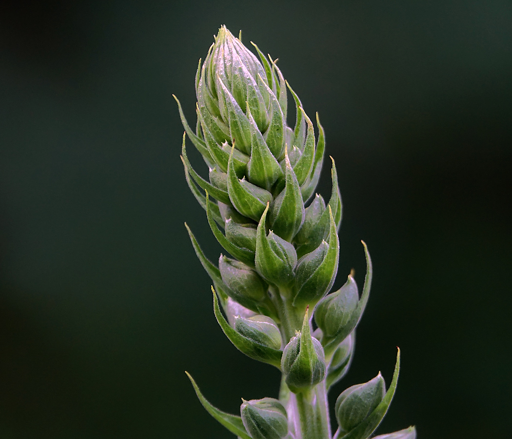 Image of Digitalis purpurea specimen.