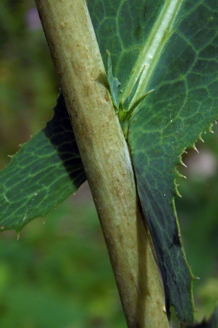 Image of Lactuca serriola specimen.