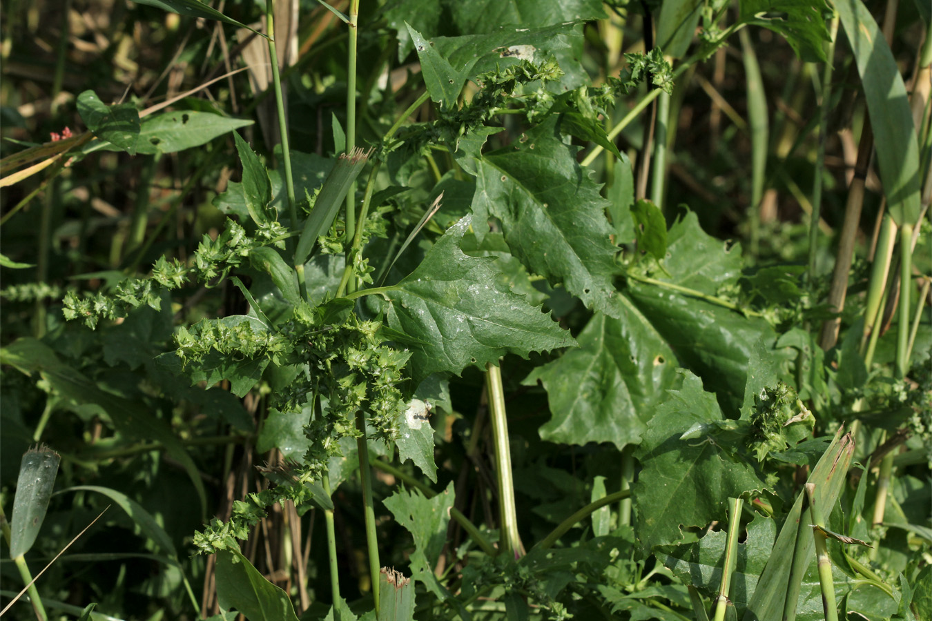 Изображение особи Atriplex calotheca.