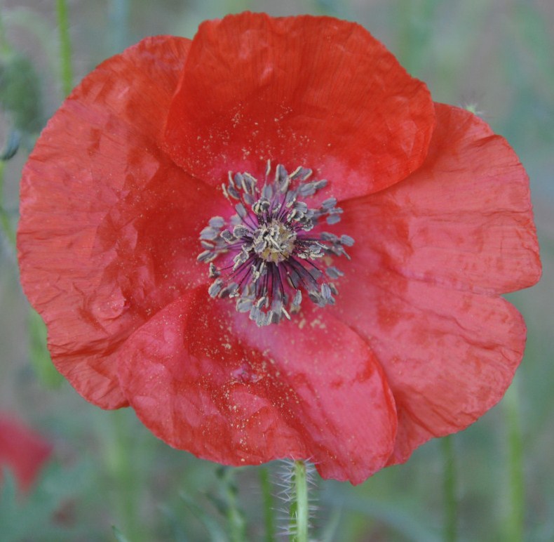 Image of Papaver rhoeas specimen.