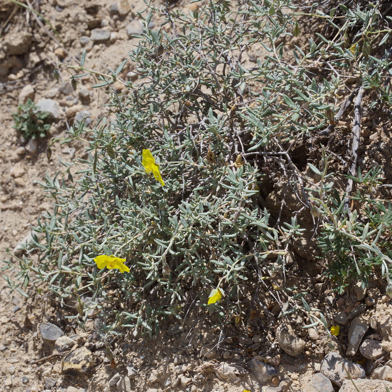 Image of Helianthemum songaricum specimen.