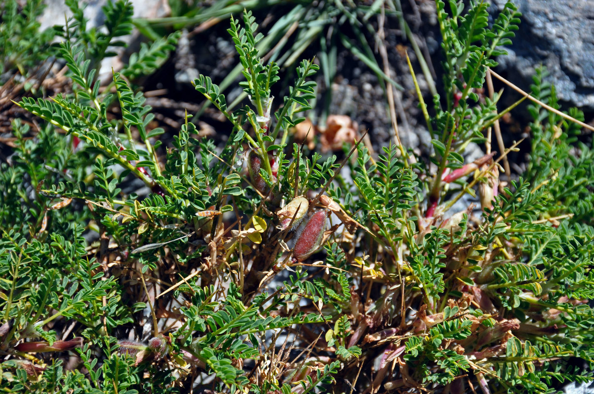 Image of genus Astragalus specimen.