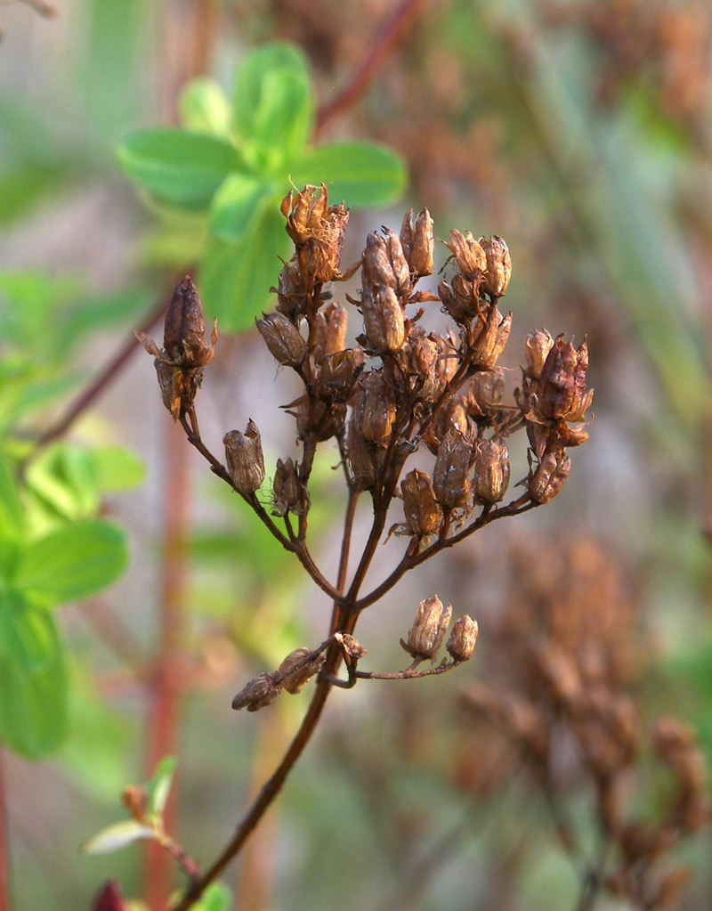 Изображение особи Hypericum tetrapterum.