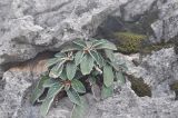Paraboea rufescens. Вегетирующее растение. Китай, провинция Юньнань, нац. парк Шилинь, открытое пространство рядом с известняковыми горами, щель в скале. 21 октября 2016 г.