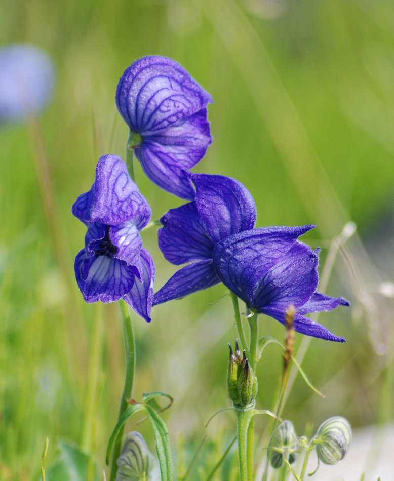 Image of Aconitum delphiniifolium specimen.