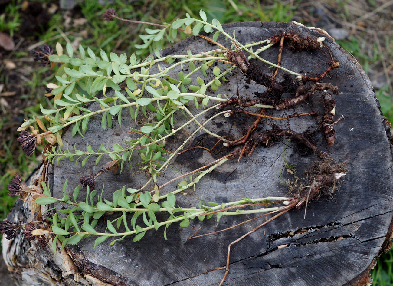 Image of Rhodiola integrifolia specimen.